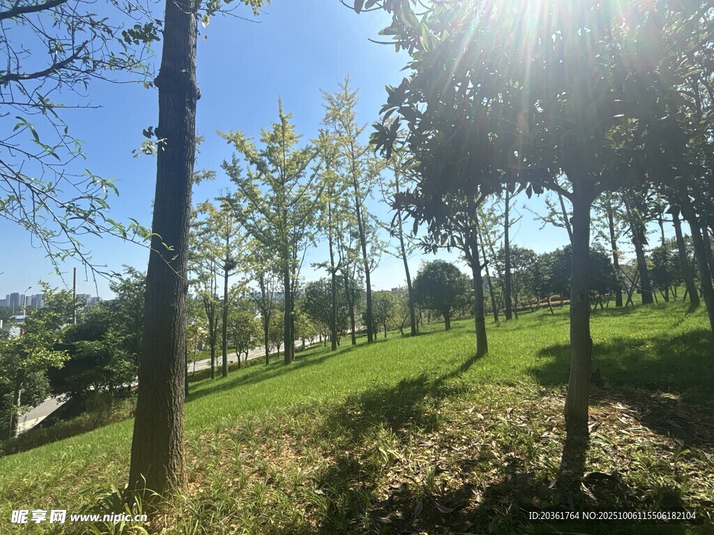 阳光照耀下的绿意公园