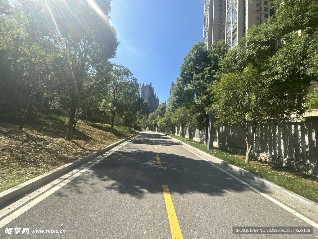 阳光照耀下的林荫道路