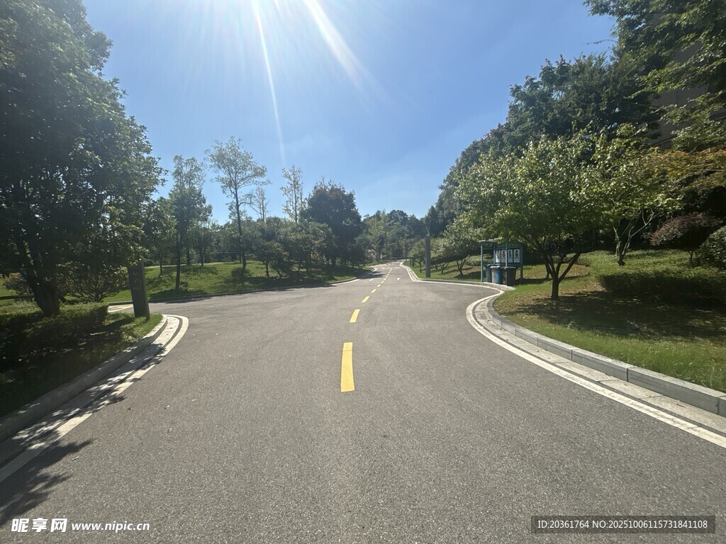 阳光照耀下的林间公路