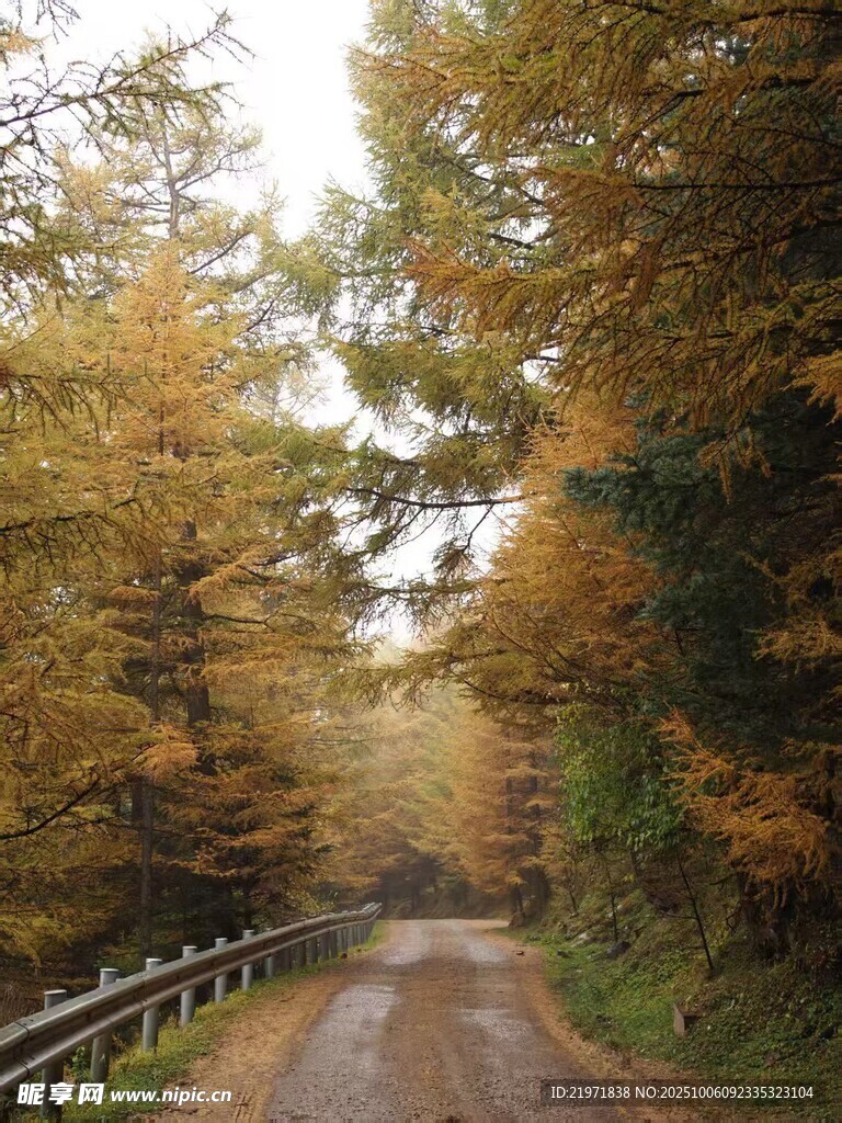 秋日林间公路美景