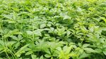 绞股蓝 绿意盎然的植物田地
