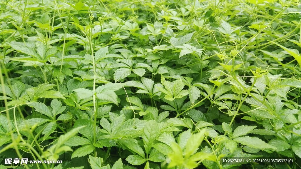 绞股蓝 绿意盎然的植物田地