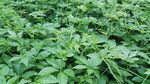 绞股蓝 茂盛的绿色植物景观