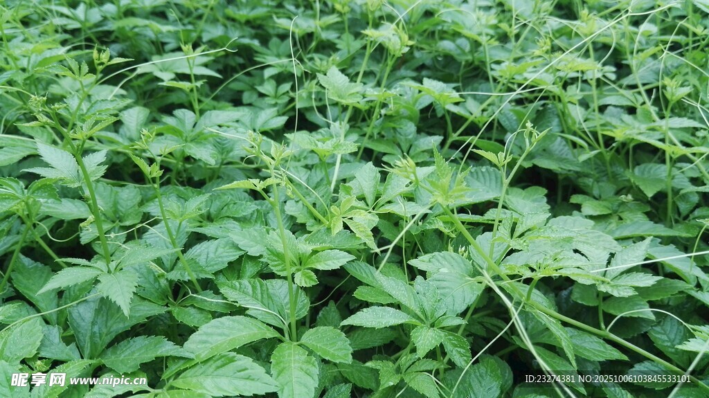 绞股蓝 茂盛的绿色植物景观