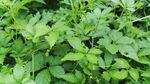 绞股蓝  茂盛的绿色植物 
