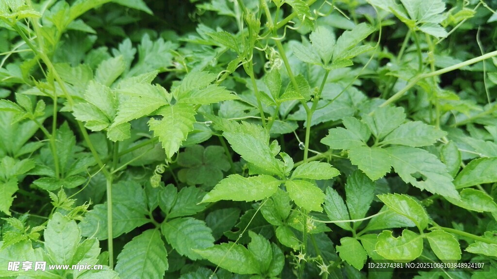 绞股蓝  茂盛的绿色植物 