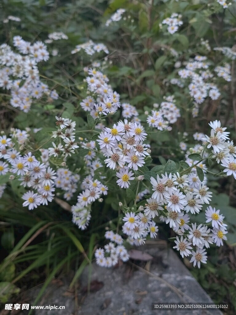雏菊