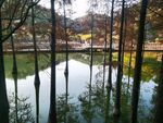 落羽杉  湖面