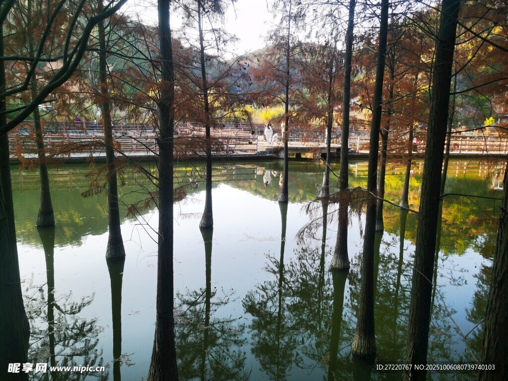 落羽杉  湖面