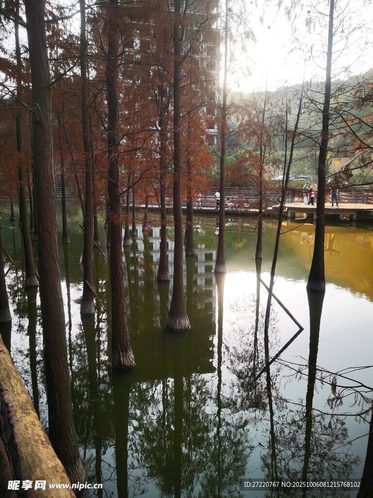 落羽杉