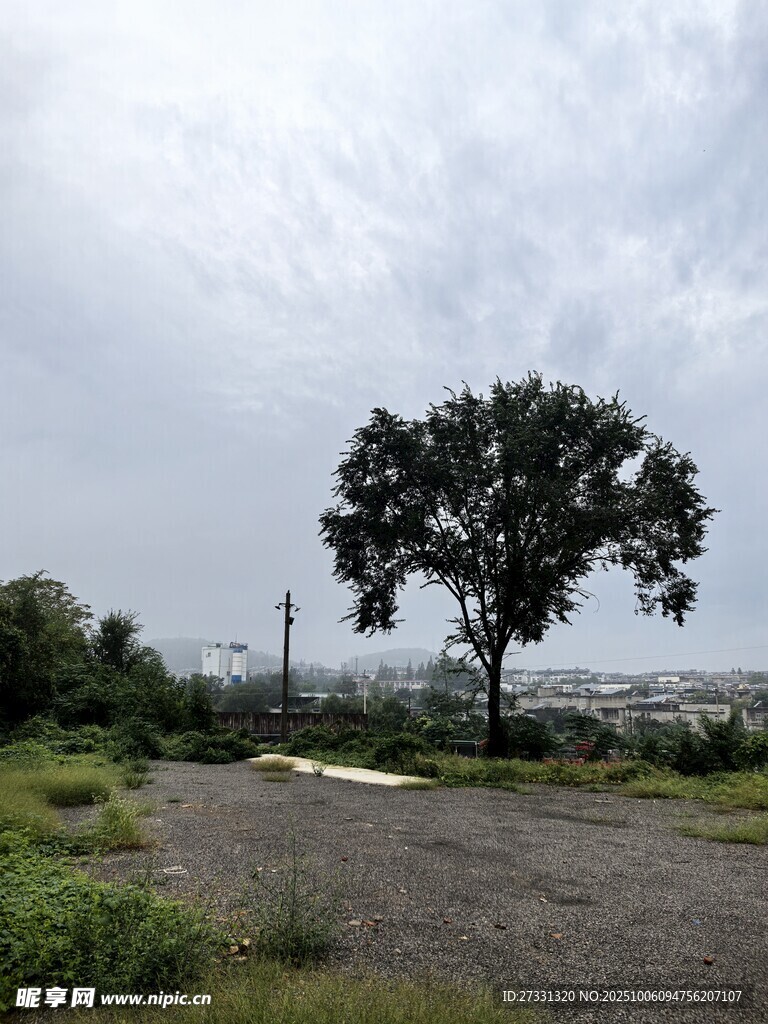 旷野孤树