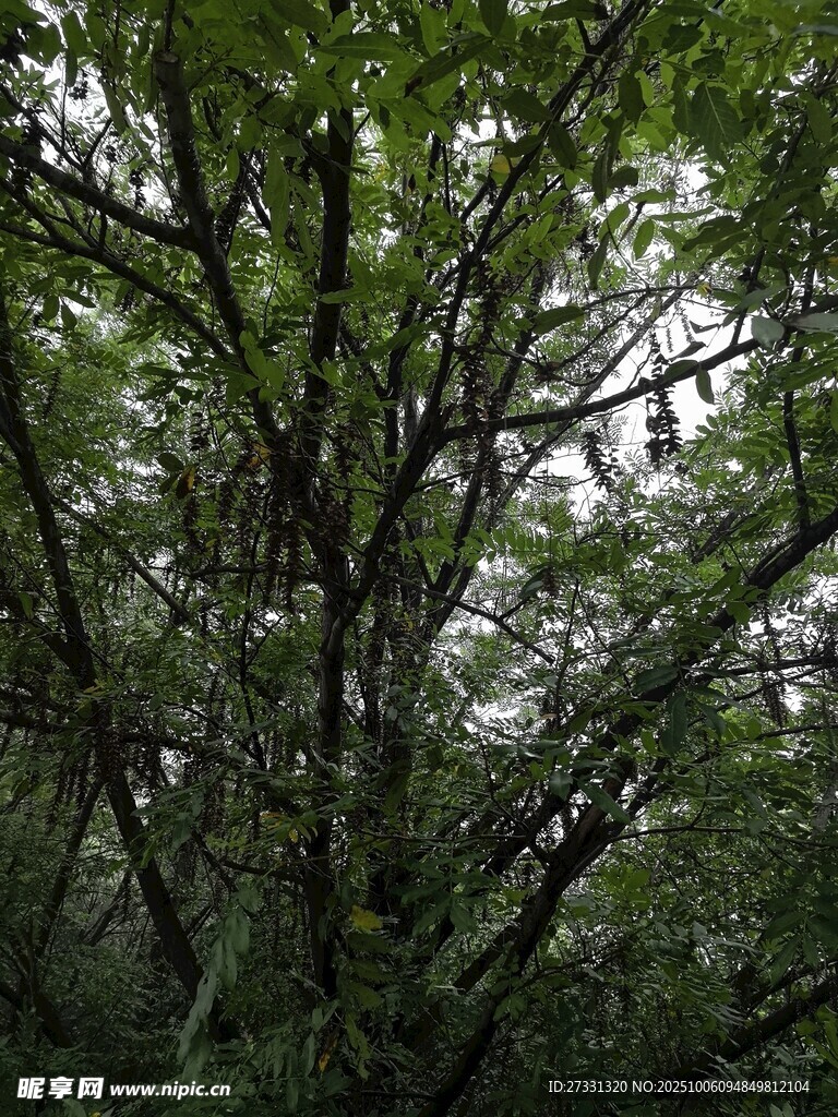 茂密树林中的繁茂枝叶