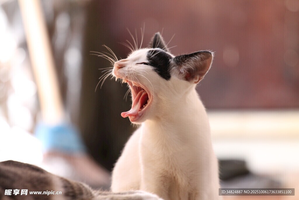 张嘴打哈欠的可爱猫咪