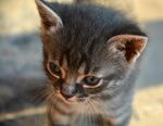 可爱小猫咪