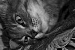 可爱猫咪慵懒趴卧