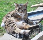 惬意猫咪躺卧木板上