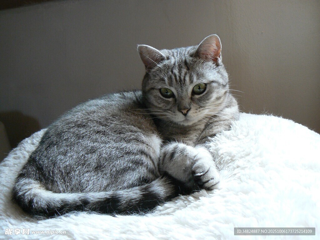 慵懒猫咪惬意躺卧