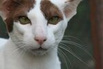 白棕相间猫咪特写