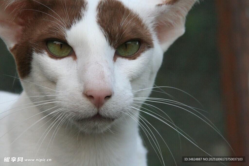 白棕相间猫咪特写