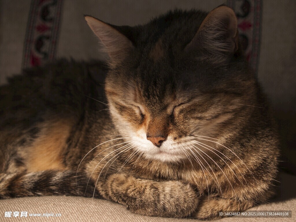 蜷卧休憩的可爱条纹猫咪