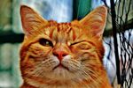 俏皮独眼橘猫