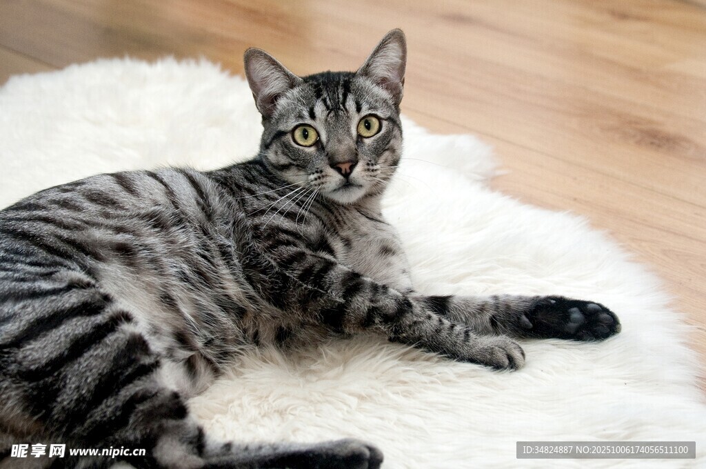 斑纹猫咪惬意躺卧