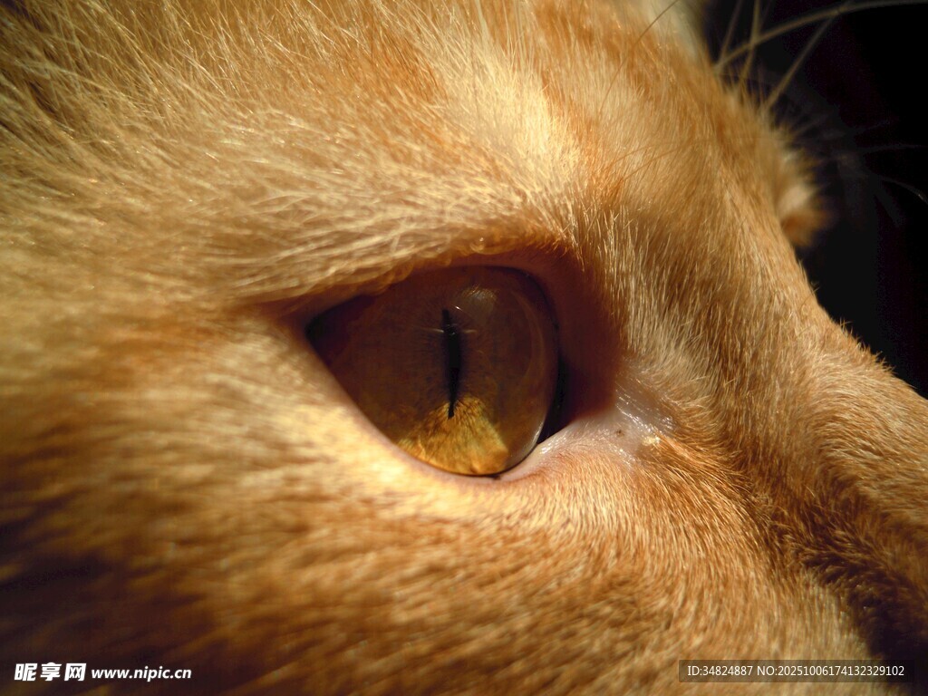 橘猫眼睛特写