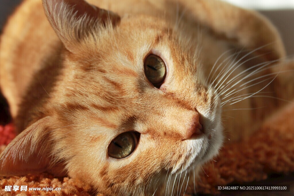 慵懒橘猫惬意趴卧