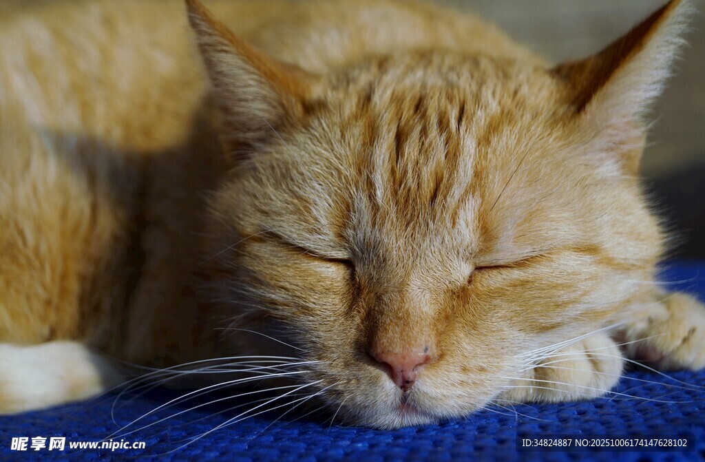 橘猫惬意熟睡瞬间