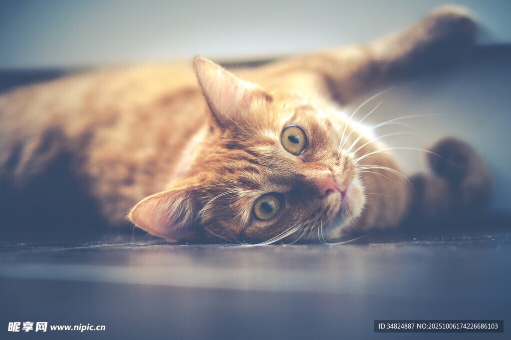 躺卧的可爱橘猫