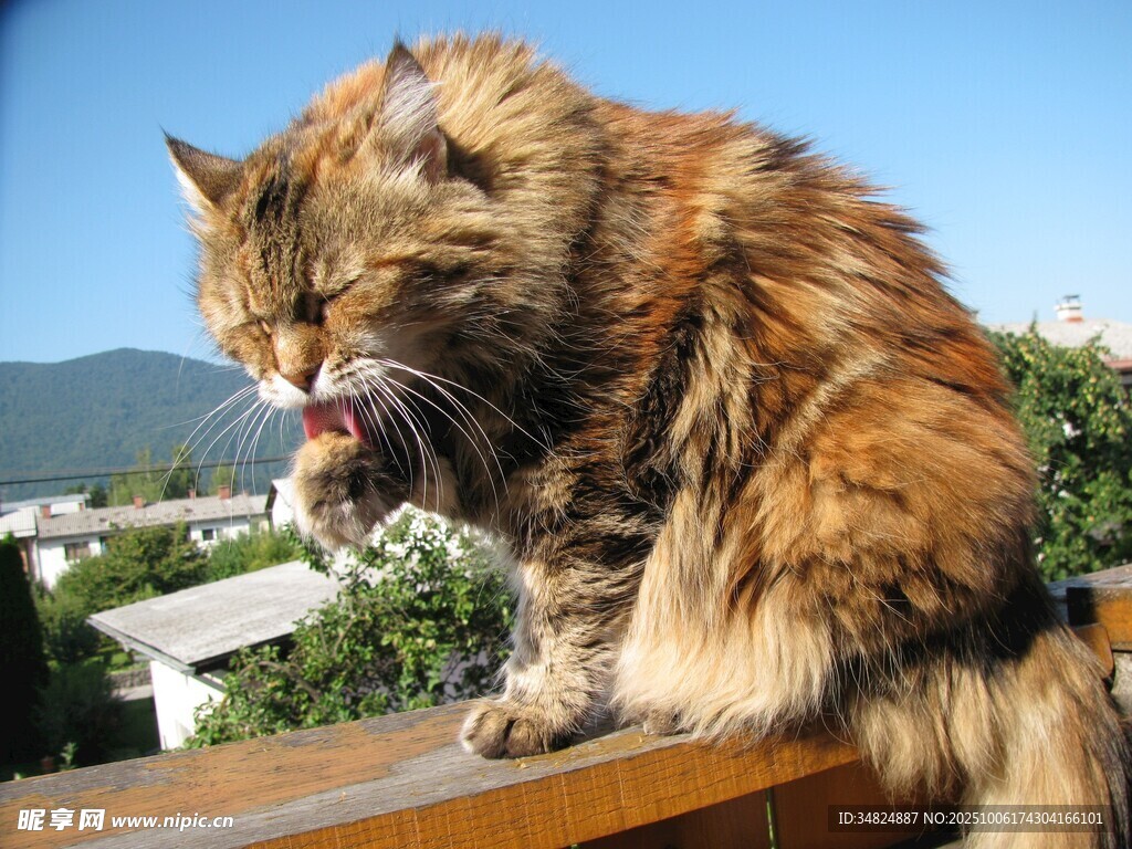 长毛猫惬意进食