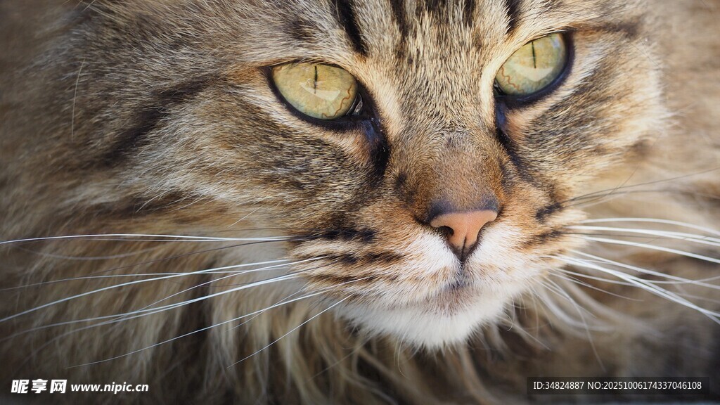 长毛猫特写