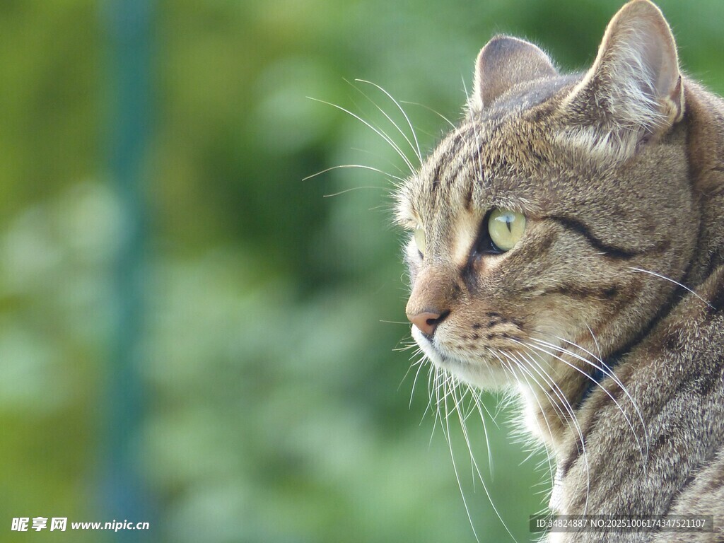 侧头凝视的斑纹猫咪