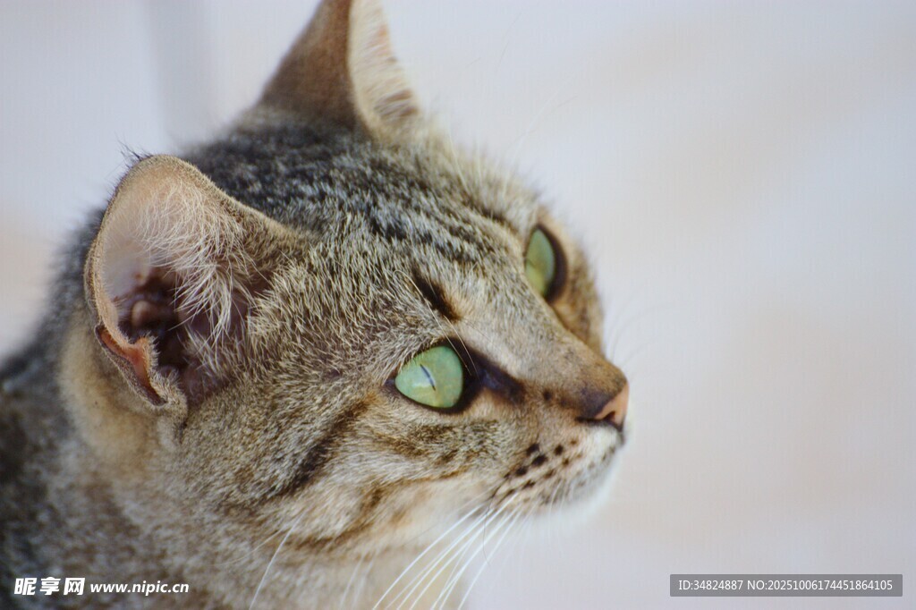 绿眼狸花猫的侧脸特写