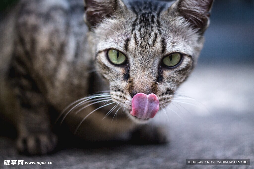 吐舌萌猫