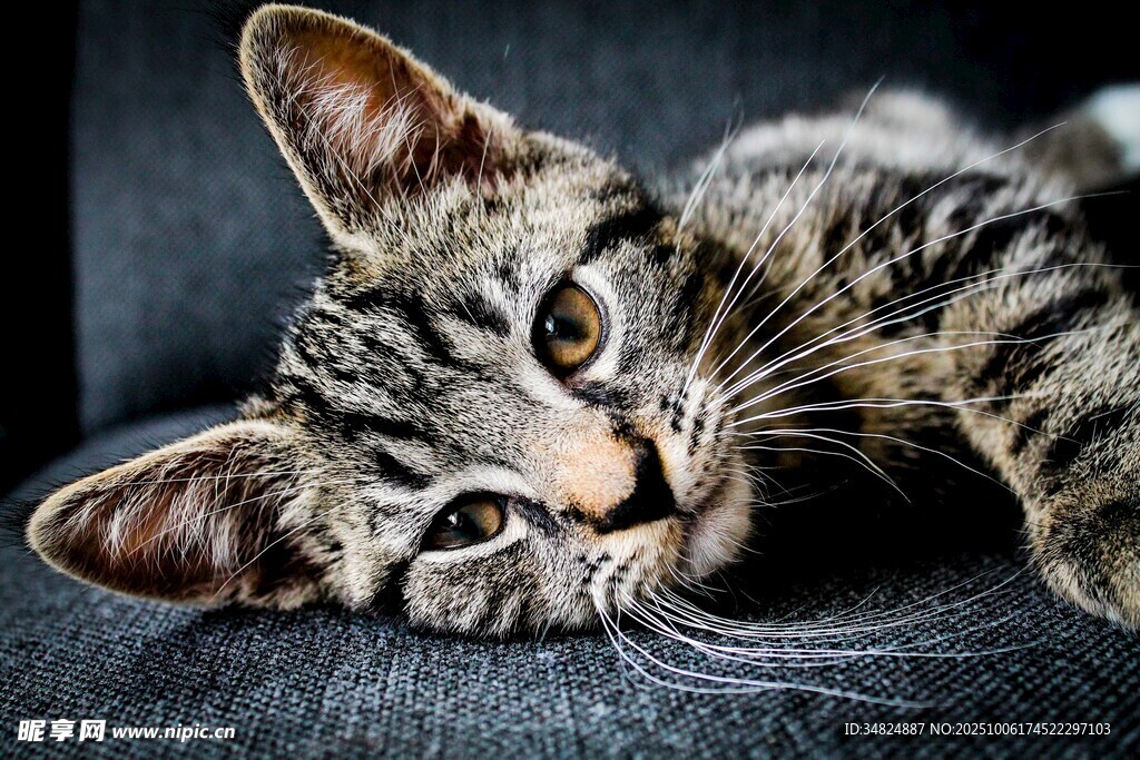 可爱斑纹猫咪趴卧瞬间