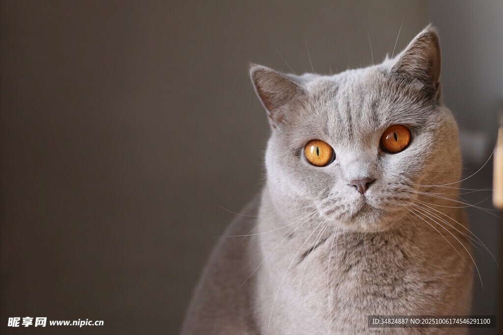 灰色猫咪的特写凝视