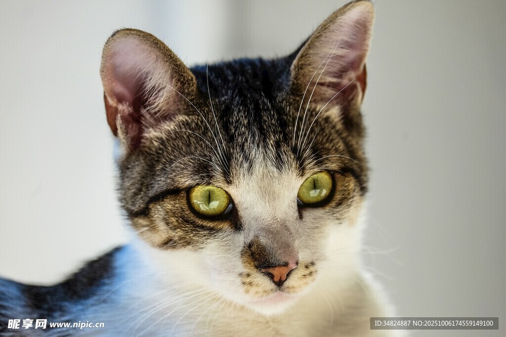 可爱猫咪特写