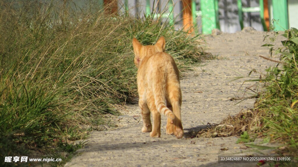 小路上独行的可爱小猫咪
