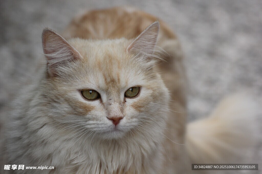 长毛橘猫的可爱凝视
