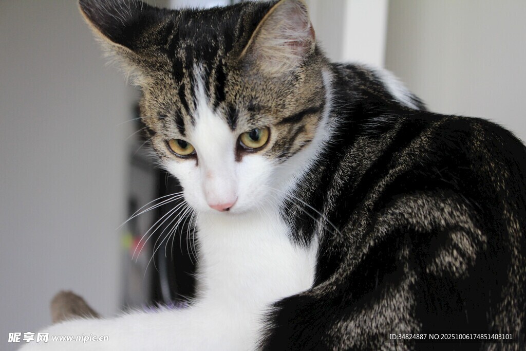 可爱斑纹猫咪特写