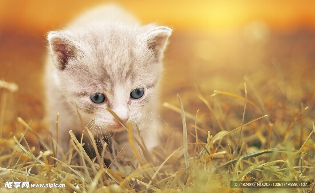 草地上的可爱小猫咪