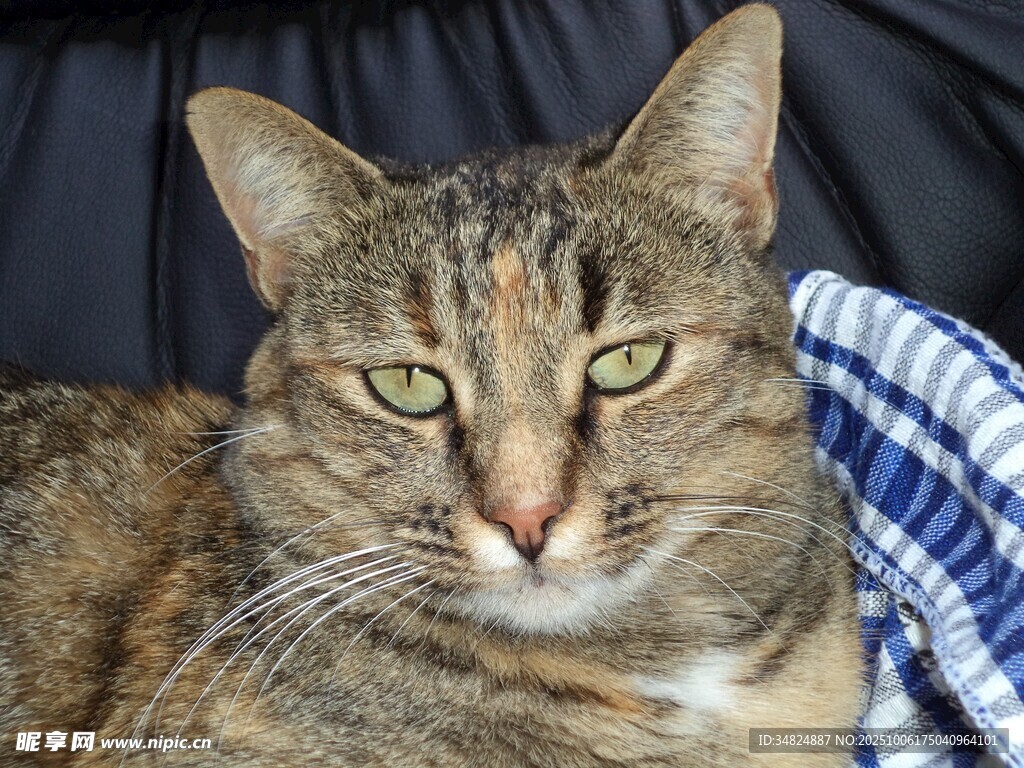 条纹猫咪惬意躺卧