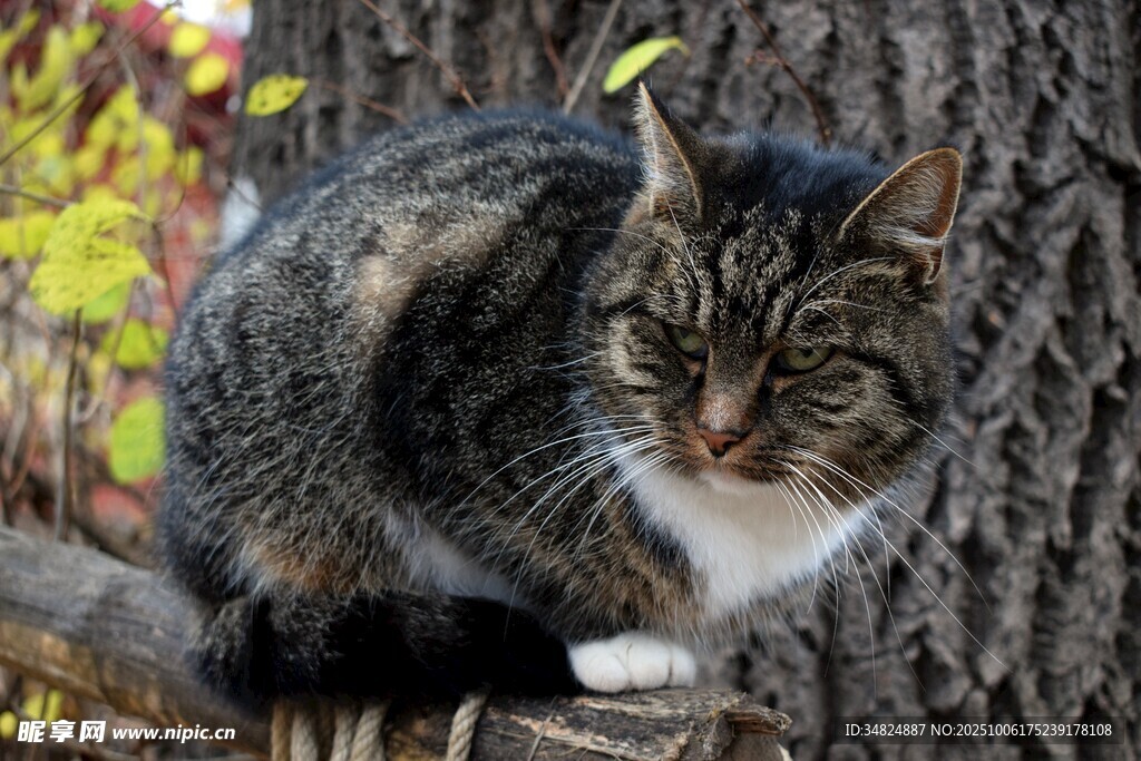蜷坐枝头的斑纹猫咪