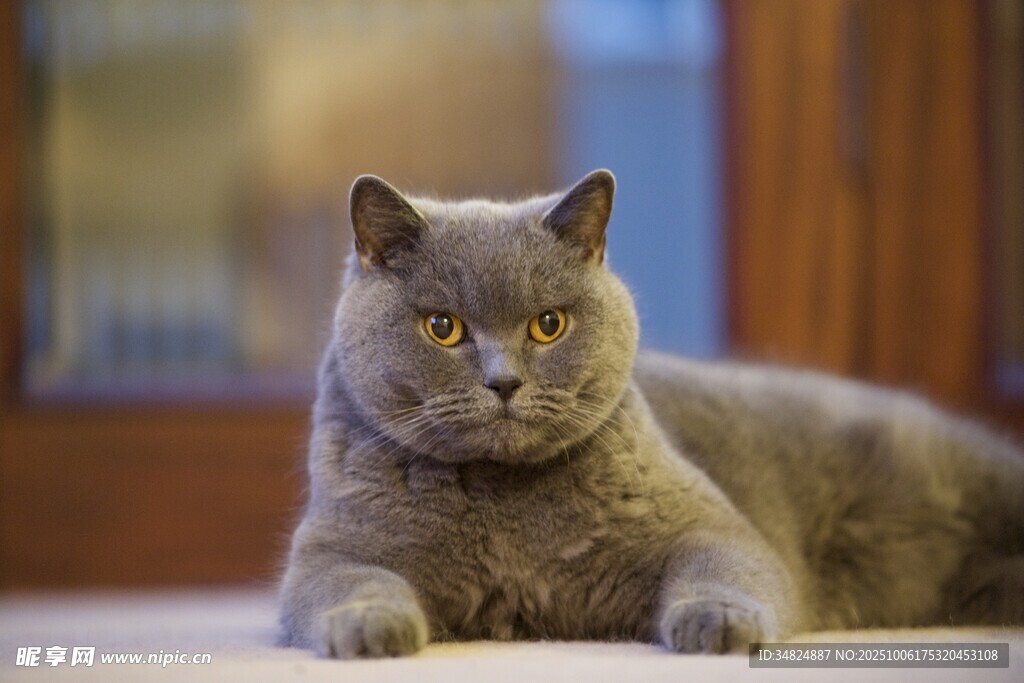 慵懒蓝猫趴卧姿态