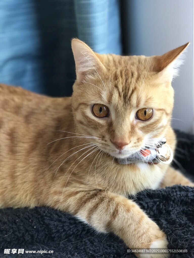 橘猫趴卧眼神灵动可爱