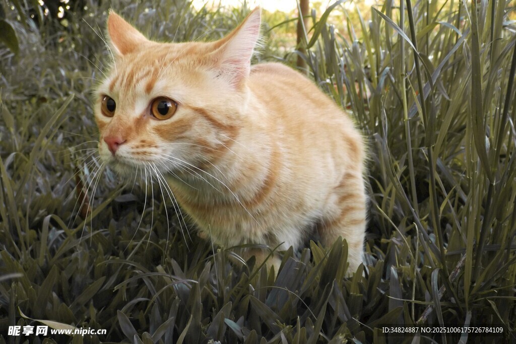 草丛中的橘猫