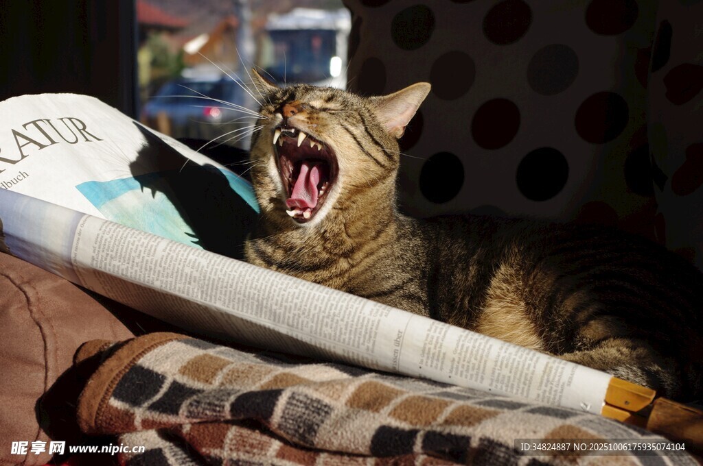 猫咪惬意打哈欠瞬间