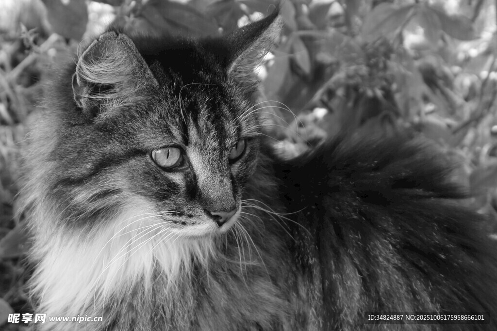 长毛猫咪侧颜特写