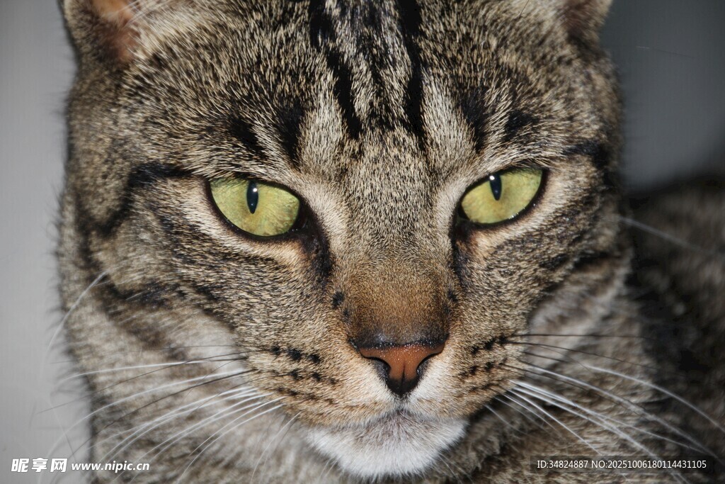 凝视的斑纹猫咪